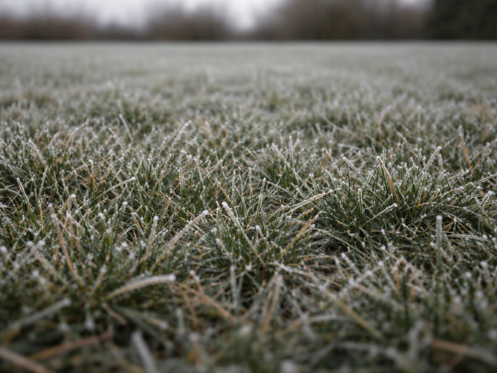 Gazon résistant au froid en France : choix et entretien