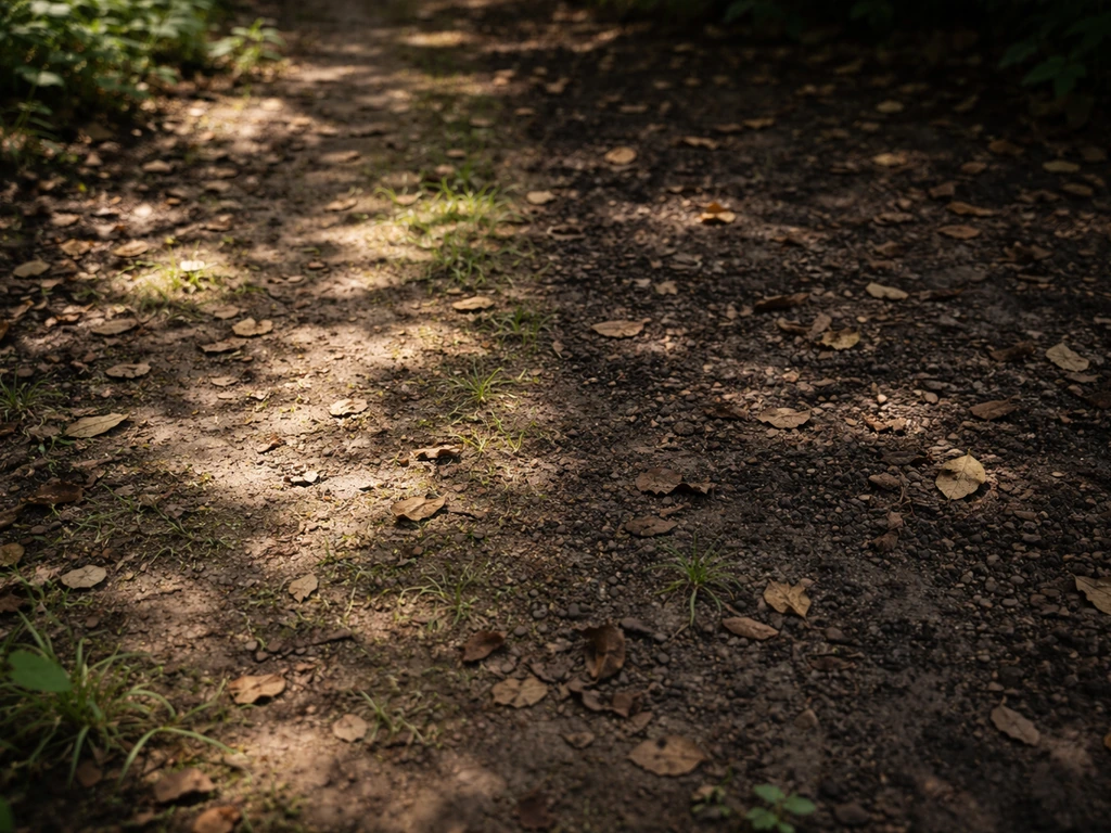 Deux zones de sol dans un jardin : mi-ombre lumineuse à gauche, ombre dense plus sombre à droite.